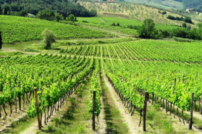 From Florence: Chianti Self-Guided Vespa Tour with Lunch - Before you go: licenses, the €900 deposit, and the advanced rider rule