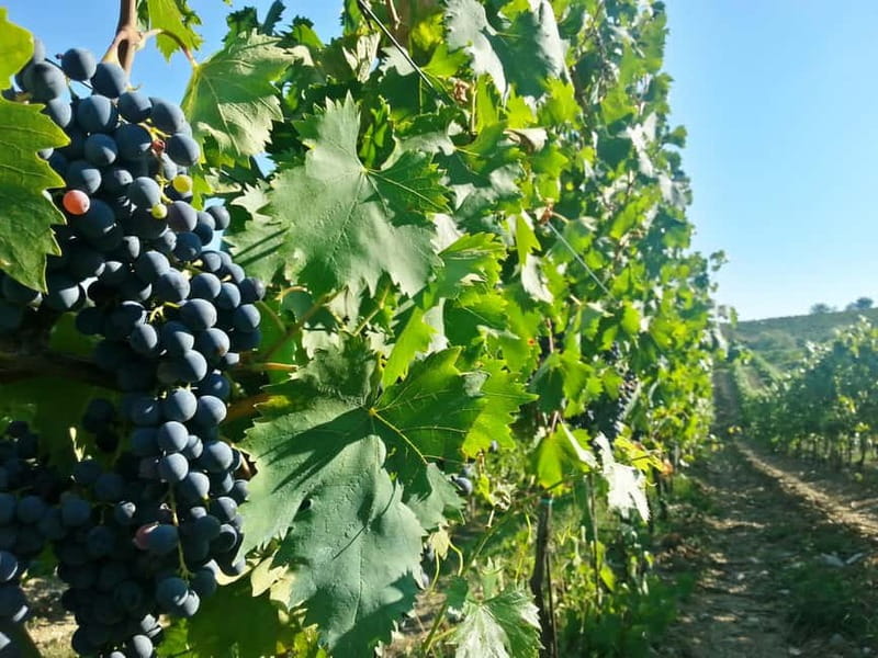 From Florence: Chianti Self-Guided Vespa Tour with Lunch - Lunch details: what’s included and why it’s good value