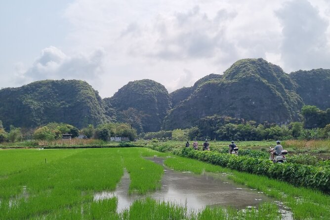 Ninh Binh HIGHTLIGHT & HIDDEN GEM Tour From Hanoi: Skip-The-Line - Scooters and cycling through rice fields: getting close to daily life
