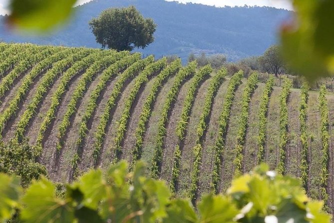 Vespa Tour in Chianti Small Group from Florence - Stop 1: the SS 222 Chiantigiana ride and the Radda view